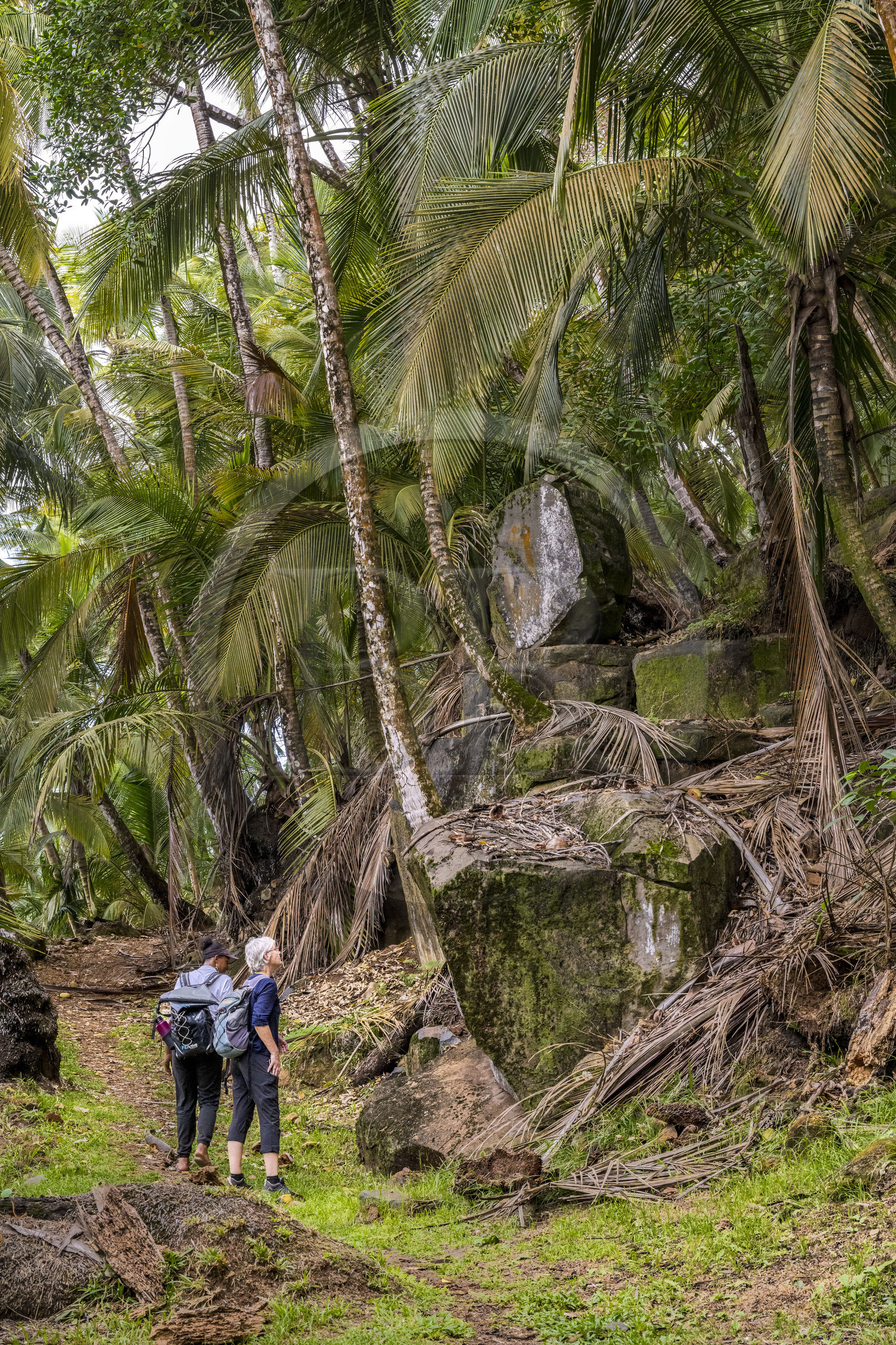 France, Guyane, Kourou, Iles du Salut, Ile Royale, randonnée sur le sentier cotier