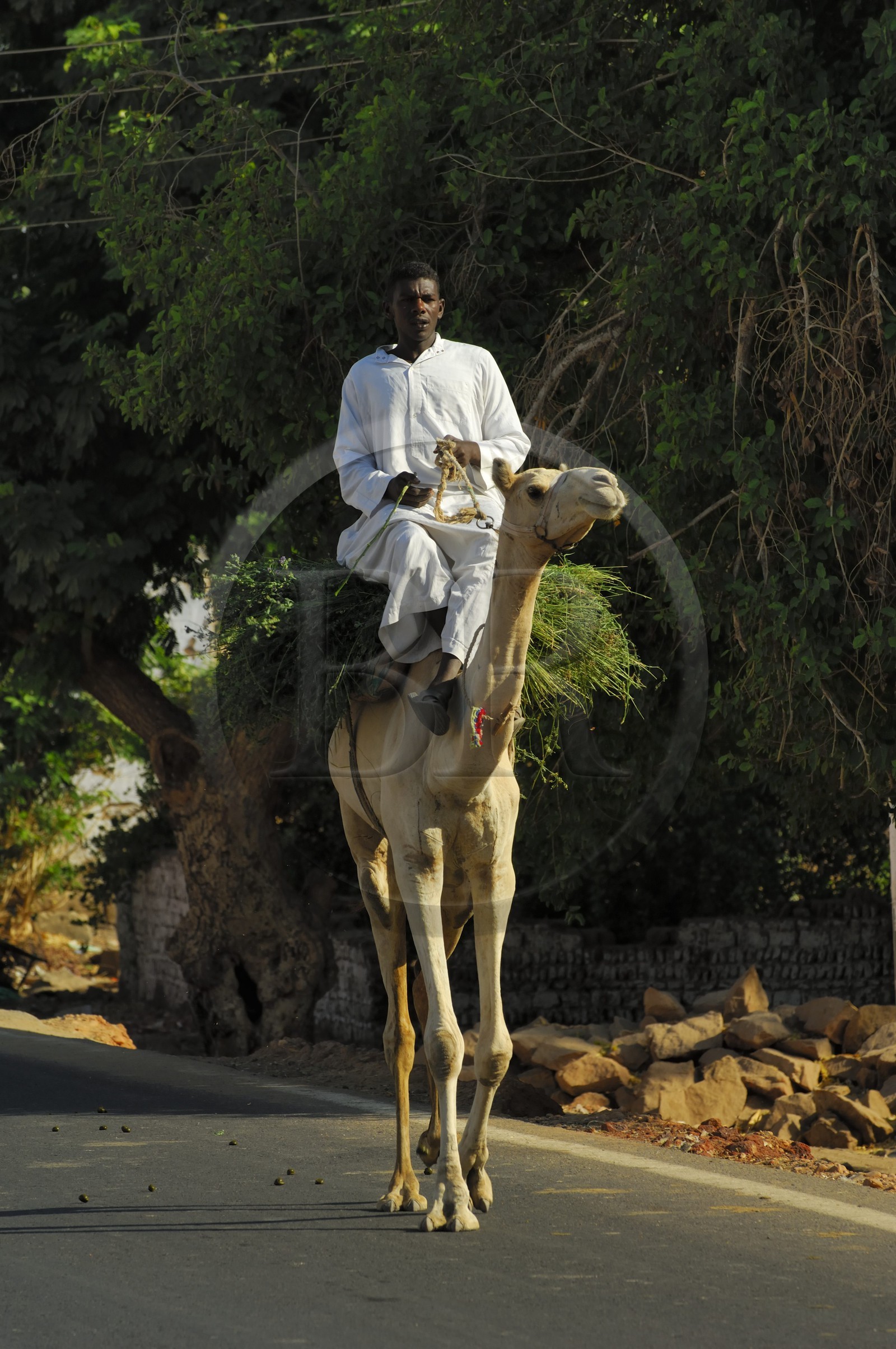Egypte, Haute Egypte, Nubie, vallée du Nil, Assouan, la rive ouest, campagne nubienne, jeune garcon chevauchant son dromadaire