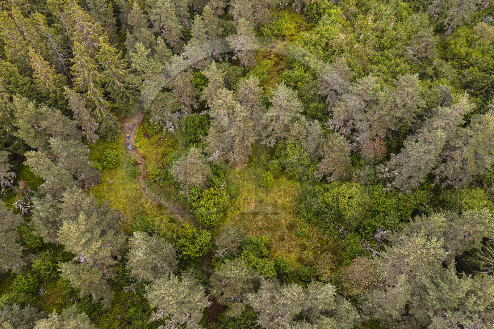 France, Cantal (15), Parc Naturel Régional des Volcans d'Auvergne, entre le bois de Chavagnac et le plateau de Chastel-sur-Murat, randonneurs sur le chemin de Saint-Jacques de Compostelle par la Via Arverna (vue aérienne)