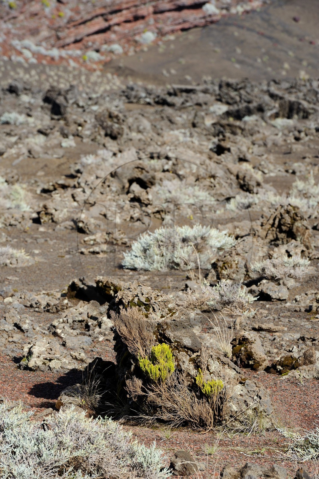 France, île de la Réunion, volcan du Piton de la Fournaise, classé Patrimoine Mondial de l'UNESCO, la Plaine des Sables