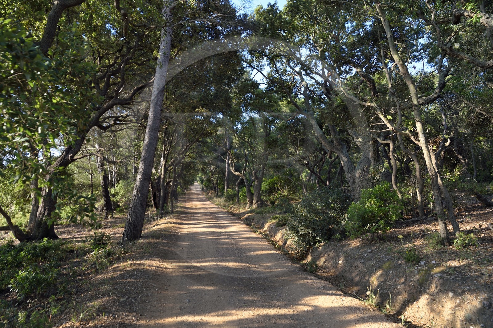 France, Var, Iles d'Hyeres, Parc National de Port Cros (National park of Port Cros), Porquerolles island, track of the interior of the island