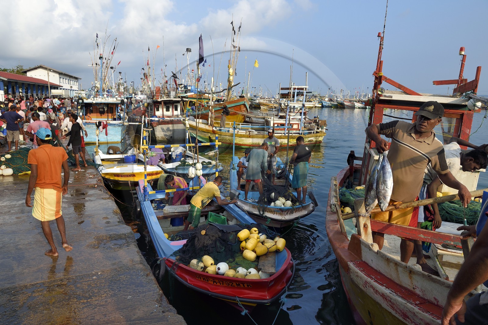 Sri Lanka, Southern Province, Matara district, Weligama, Mirissa Fisheries Harbor, landing fish at dawn