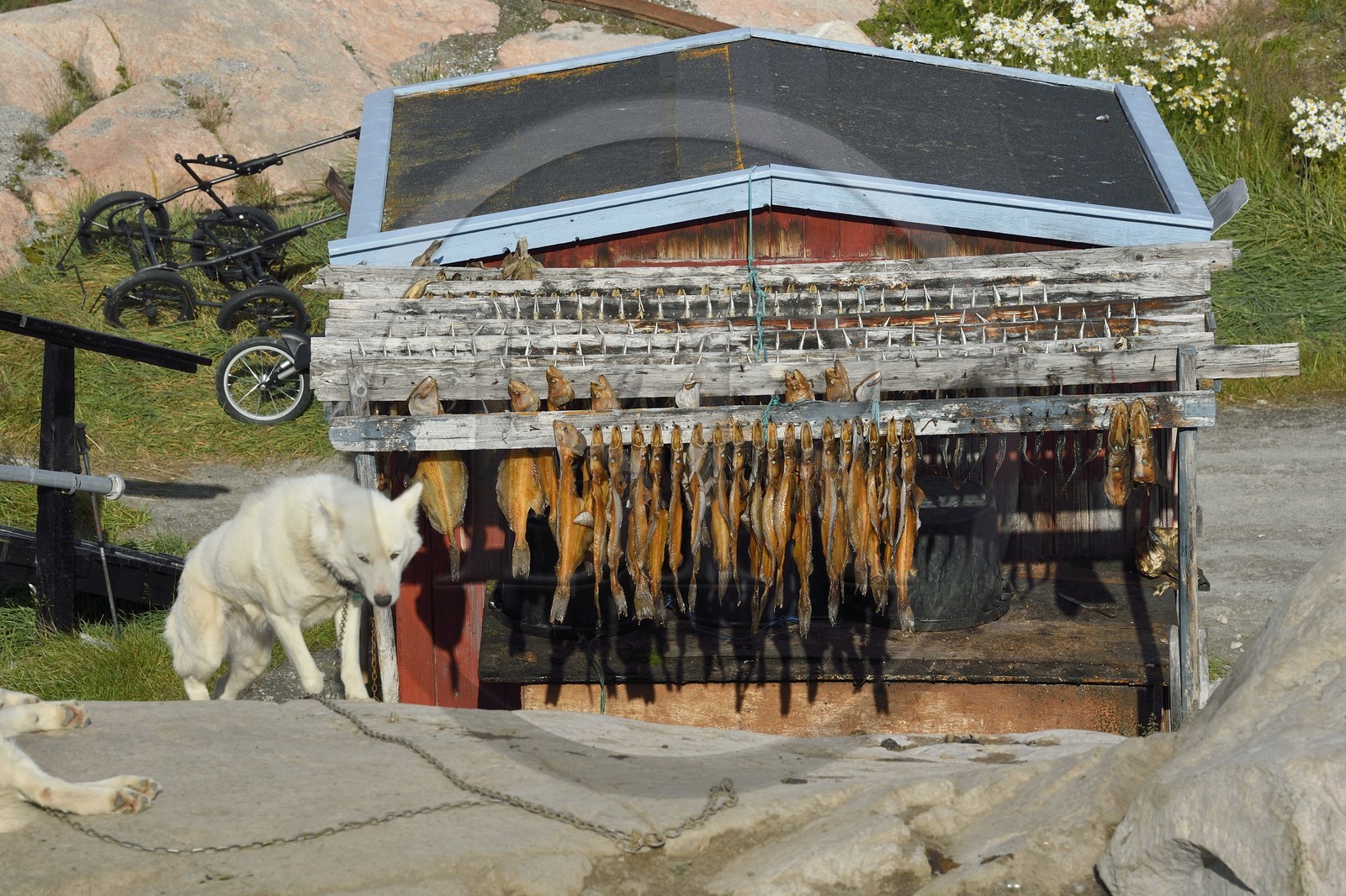 Groenland, cote ouest, baie de Disko, Ilulissat, chien de traineau et séchoir à morues
