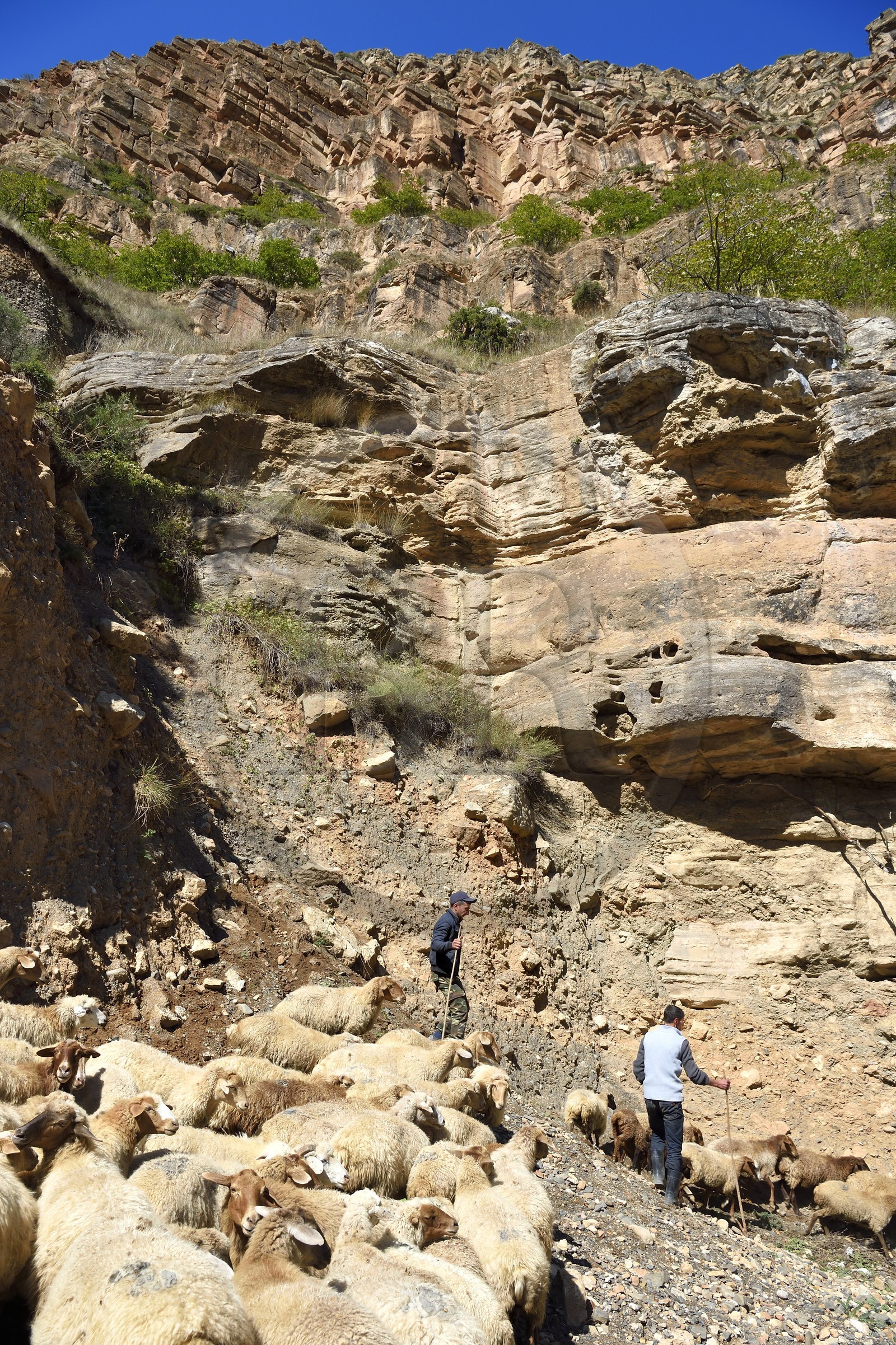 Azerbaïdjan, région de Quba (Guba), chaine de montagne du Grand Caucase, route Xinaliq Yolu vers Khinalug, berger et son troupeau de moutons dans la vallée de Qudialchai