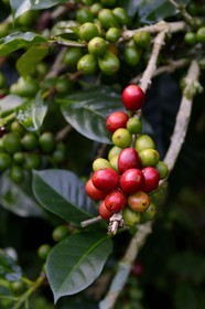 Panama, province de Chiriqui, Boquete, plantation de café Finca Lerida, graines de café de la variété catuai