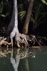 Caraïbes, Ile de la Dominique, Portsmouth, les rives de l'Indian River