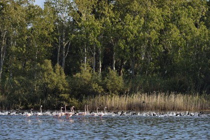 France, Haute Corse, the pond of Biguglia (Stagnu di Chiurlinu), nature reserve of Corsica (RNC), greater flamingo (Phoenicopterus roseus) and Eurasian coot (Fulica atra)