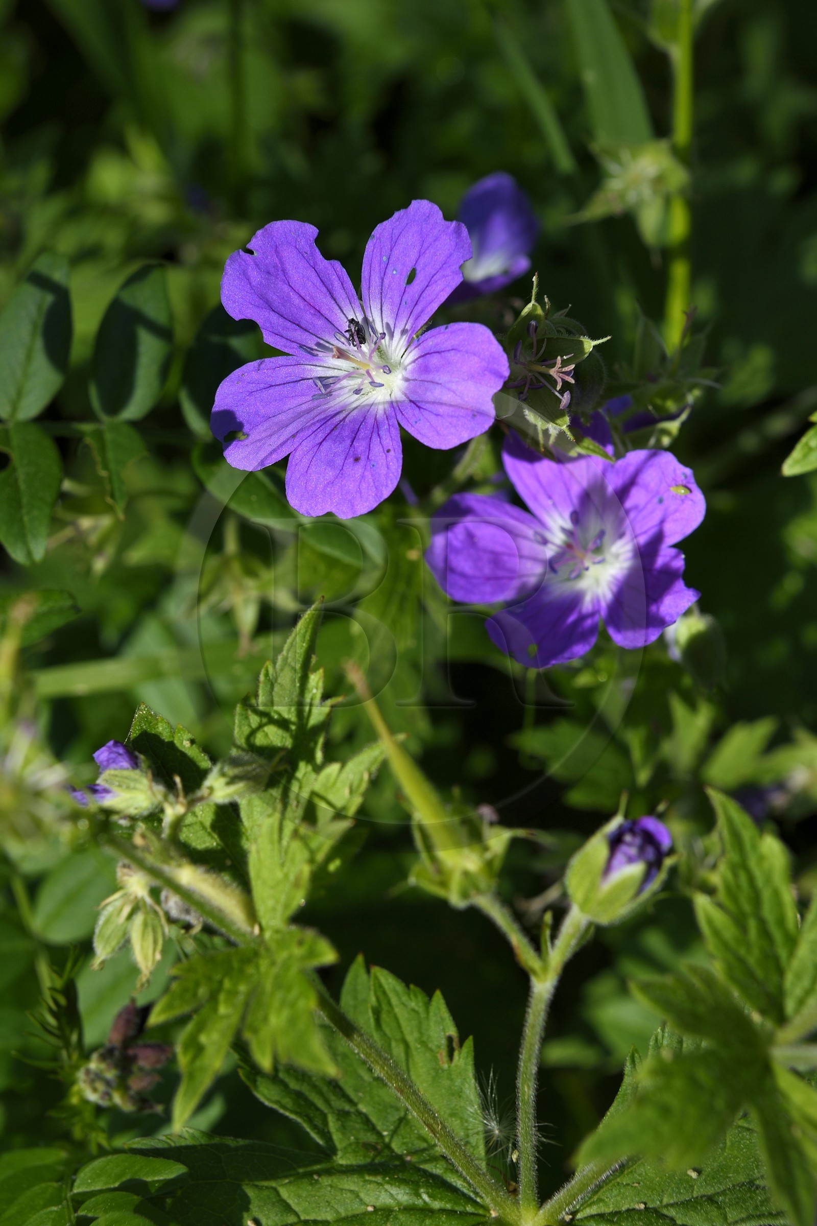 France, Alpes-Maritimes (06), parc national du Mercantour, vallée de la Valmasque, Géranium des bois (Geranium sylvaticum)