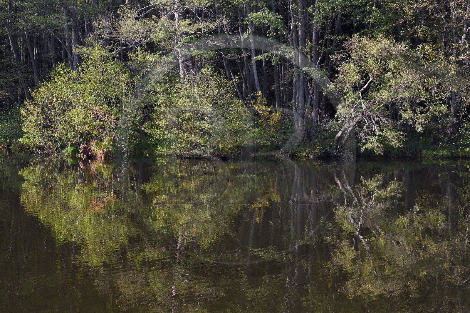 France, Bas-Rhin (67), Parc Naturel régional des Vosges du Nord, La Petite Pierre, étang d'Imstahl