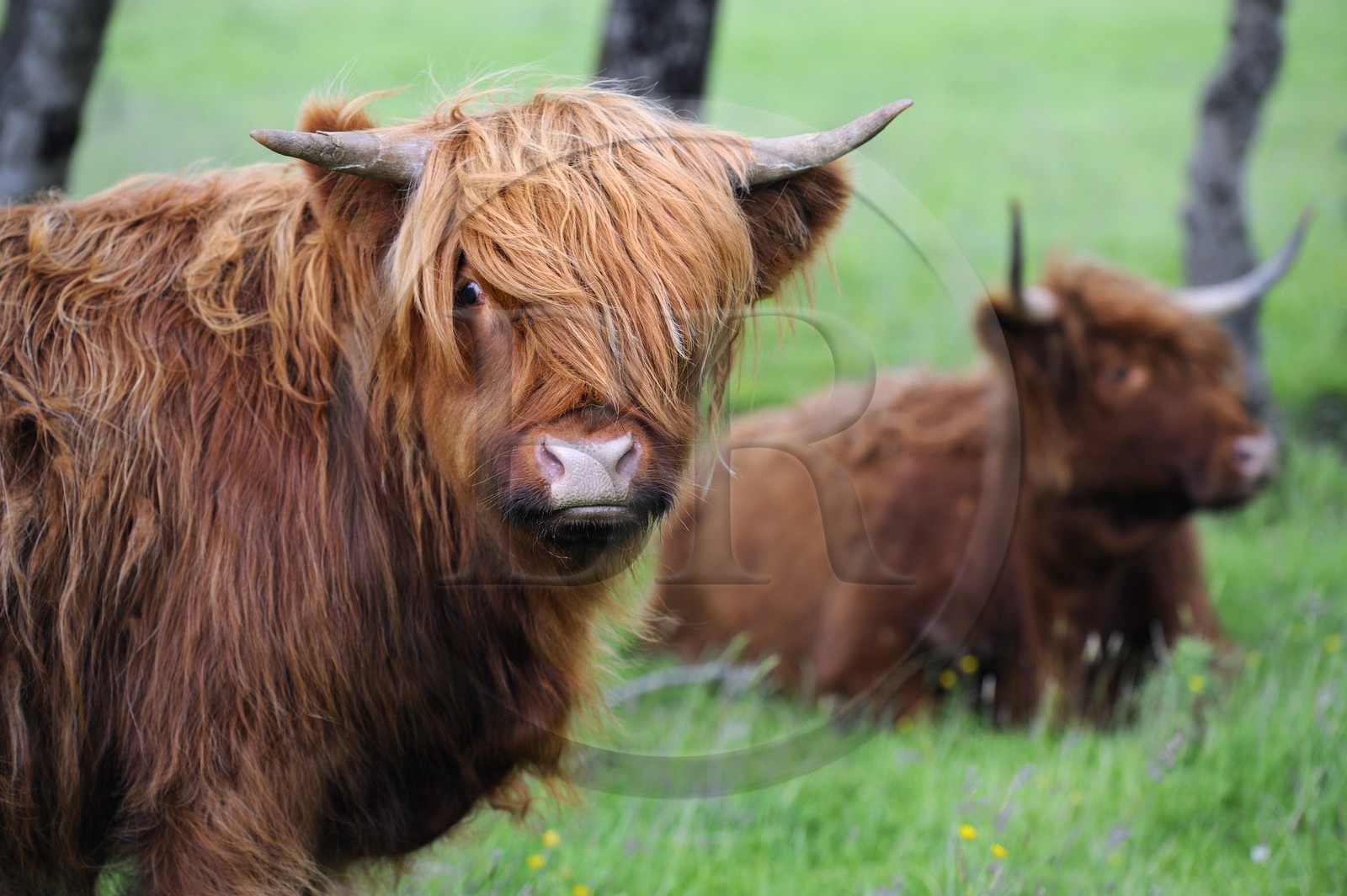 Royaume-Uni, Ecosse, Highland, Hébrides intérieures, Ile de Mull, vaches de race Highland