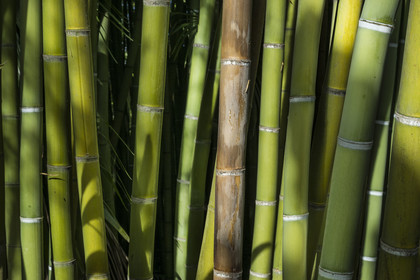 France, Gard (30), Générargues vers Anduze, Bambouseraie en Cévennes