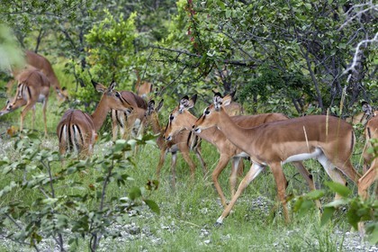 Namibie, région de Oshikoto, Parc National d'Etosha, impalas à face noire (Aepyceros melampus petersi)