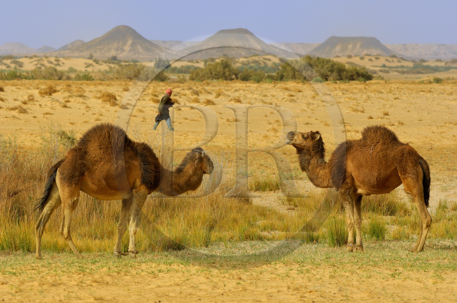 Egypt, Lower Egypt, Libyan desert, oasis of Bahariya (Bahareyya), camel breeding
