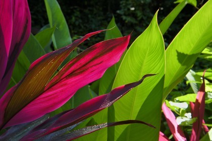 Caraïbes, Ile de la Dominique, Portsmouth, les rives de l'Indian River, Roseau des Indes ou Foulard (Cordyline fruticosa)