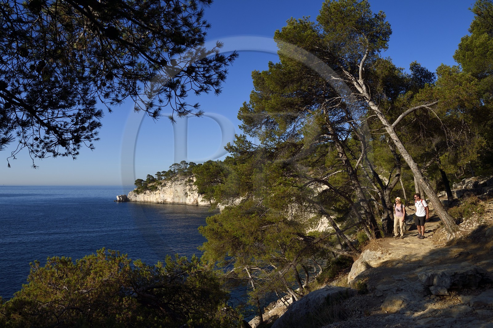 France, Bouches du Rhone, Marseille, National Park of the Calanques, Calanque de Port Pin (cove), Andre Bernard founder of the Cassis guide office hiking (request for authorization necessary before publication)