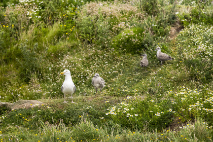 France, Finistère, Abers Country (Pays des Abers), Ile Vierge (Virgin Island) in the Lilia archipelago, many gulls populate the island during the nesting period