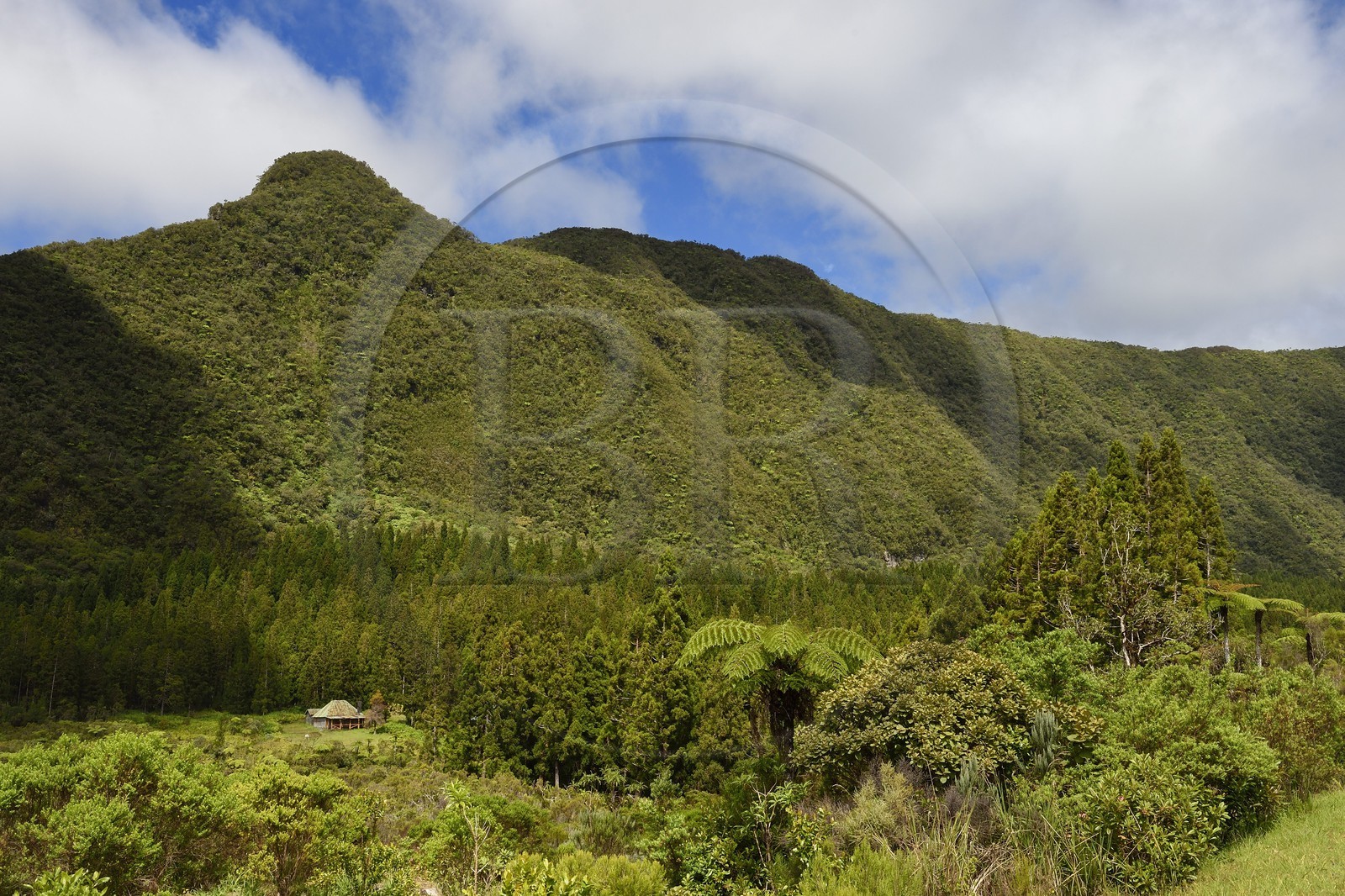 France, Reunion island (French overseas department), Saint Benoit, Parc National de La Reunion (Reunion National Park), listed as World Heritage by UNESCO, Bebour forest, ferns