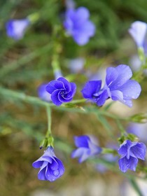 France, Var, Plan d'Aups Sainte Baume, Sainte-Baume Regional Nature Park, Sainte-Baume Massif, perennial flax or blue flax (Linum narbonense)