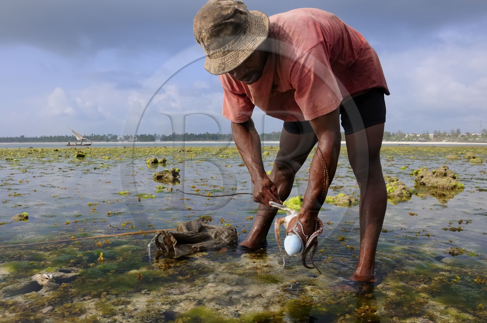 Tanzanie, archipel de Zanzibar, île de Unguja (Zanzibar), côte Sud-Est, Bwejuu, pêche à pied de poulpes sur le récif coralien à marée basse