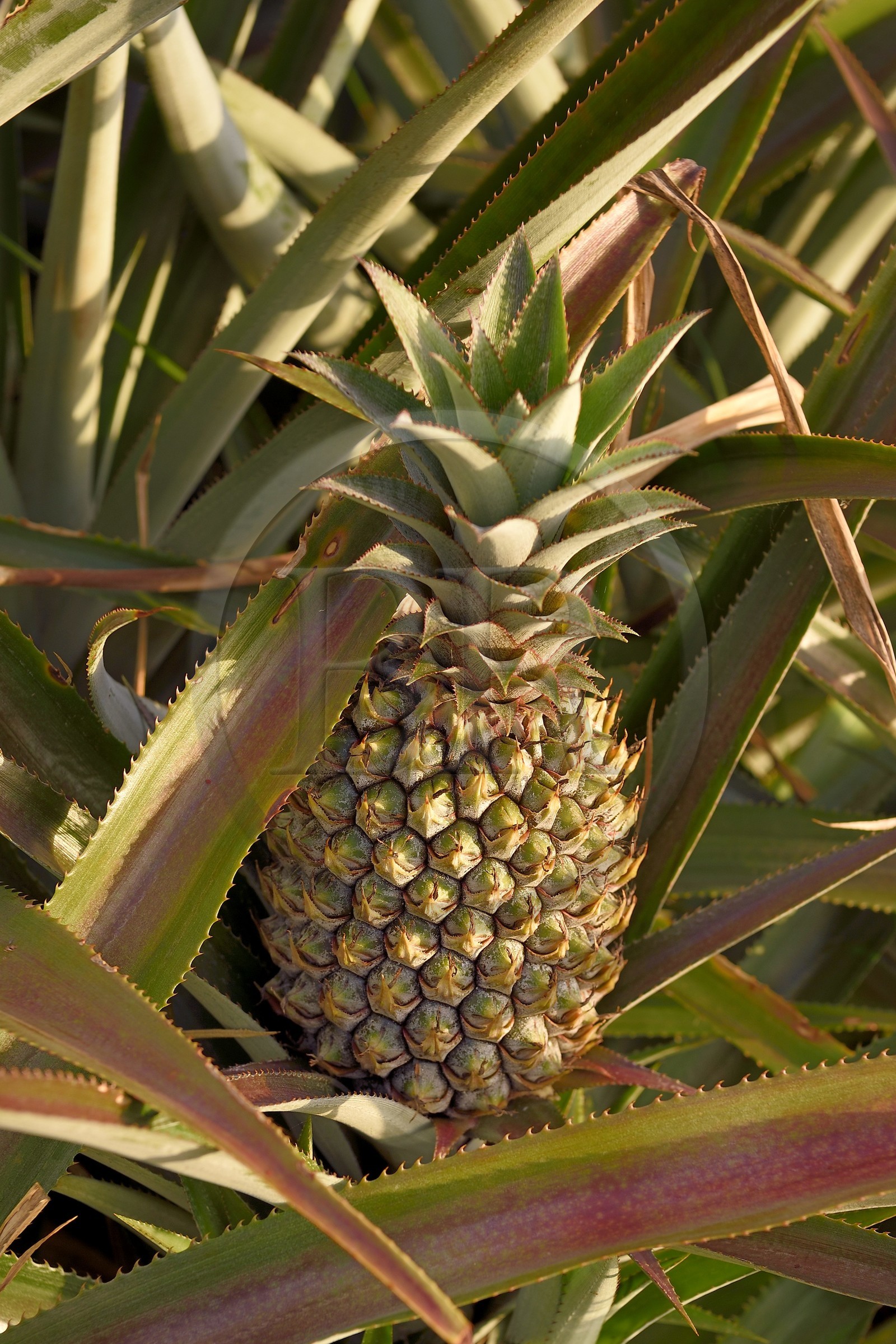 France, Ile de la Reunion, côte sud, Petite-Ile, plantation d'ananas Victoria
