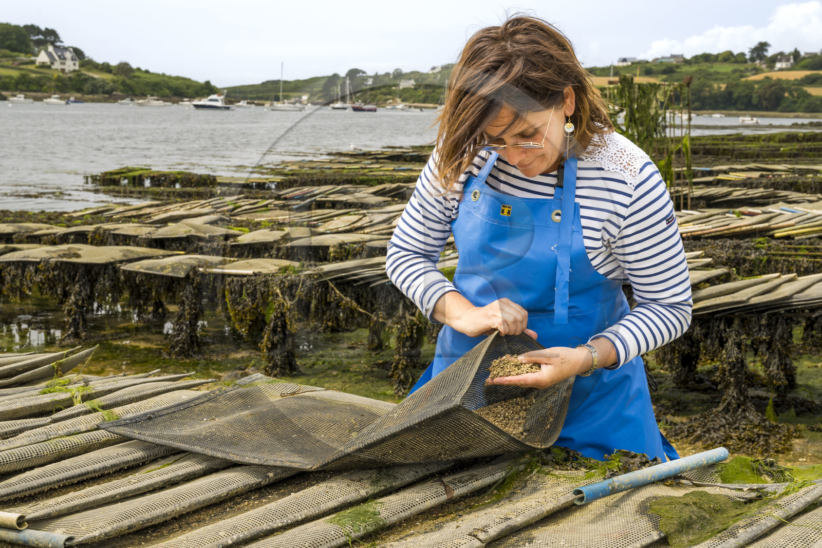 France, Finistère (29), Pays des Abers,  Lannilis, viviers et parc à huitres Prat-Ar-Coum, entreprise ostréicole de la famille d’Yvon Madec sur l'Aber Benoit, Caroline Madec travaille sur des poches de criblure de naissains d’huitres
