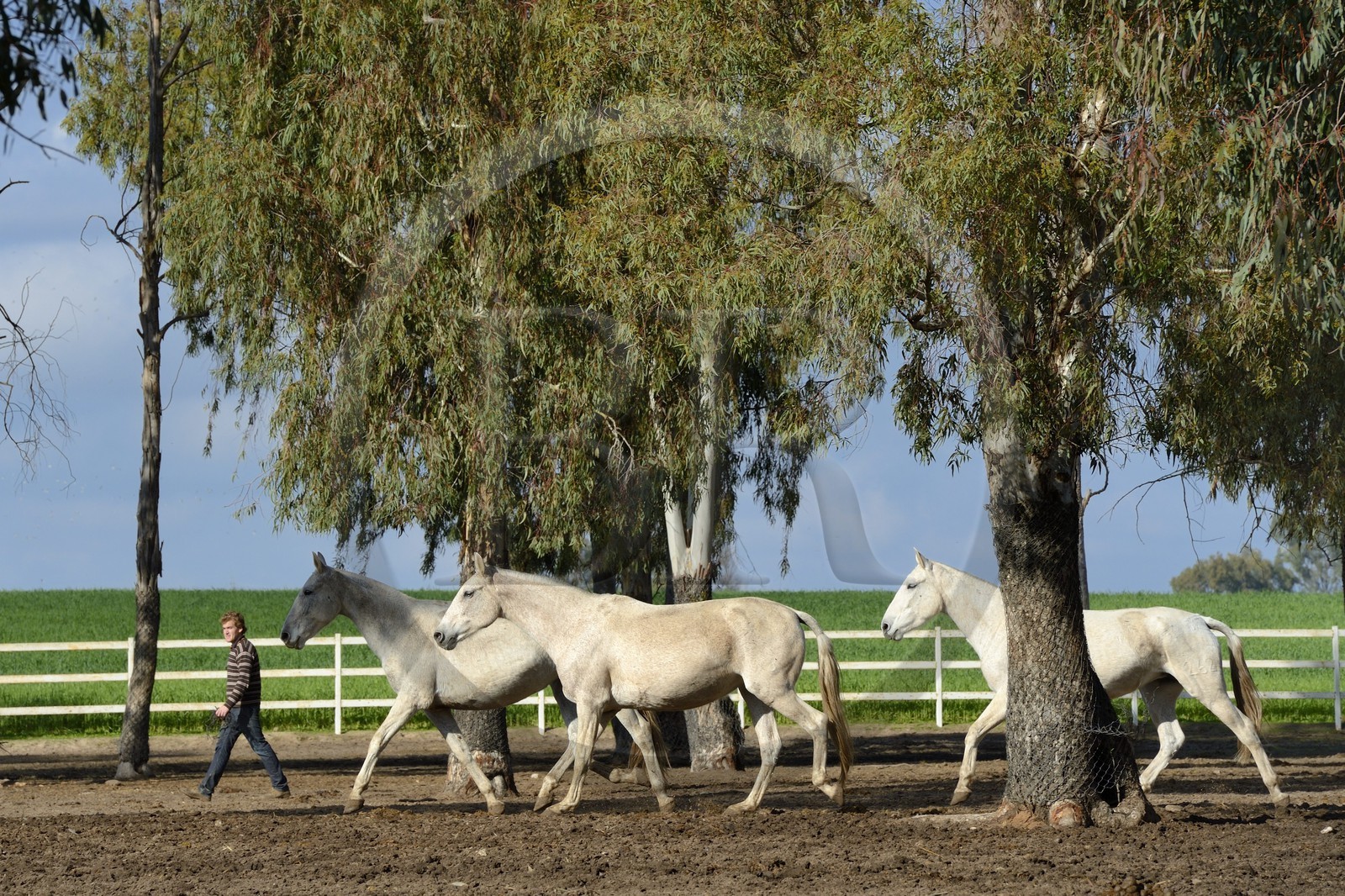 Espagne, Andalousie, province de Séville, Utrera, le haras Ayala (Yeguada Ayala), Pure race espagnole ou PRE (Pura Raza Espanola)