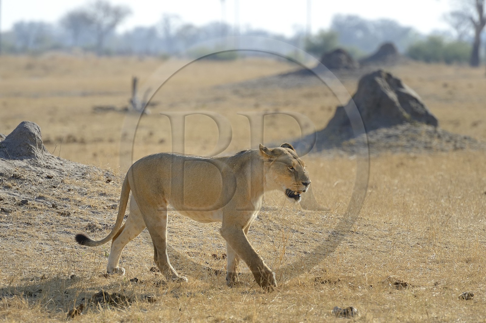 Zimbabwe, province de Matabeleland septentrional, parc national Hwange, lion (Panthera leo)