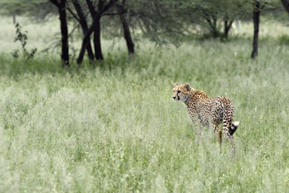 Namibia, Otjiwarongo, Cheetah Conservation Fund, research and education centre, cheetah (Acinonyx jubatus) in tall grass