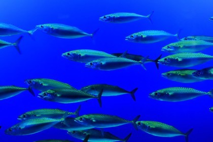 Etats-Unis, Californie, Monterey, le Monterey Bay Aquarium dans Cannery Row, macros du pacifique