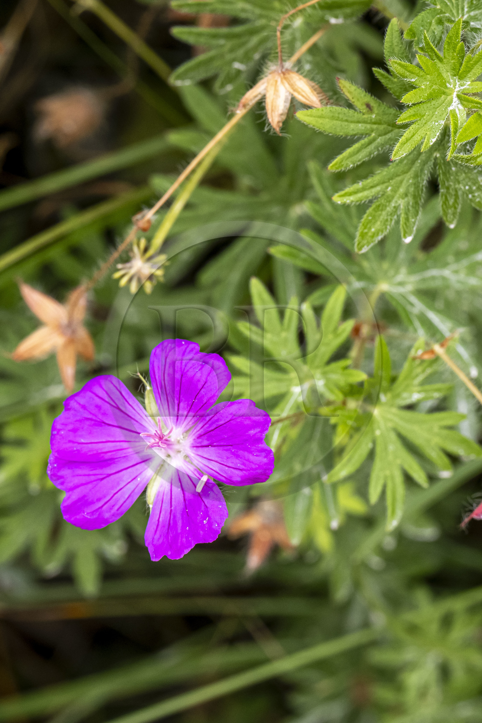 France, Côtes d'Armor (22), Grand Site de France Cap d'Erquy – Cap Fréhel, Erquy, Géranium sanguin (Geranium sanguineum)
