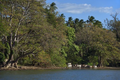 Nicaragua, Ile d'Ometepe sur le lac Nicaragua, troupeau de vaches sur la plage conduit par un cow boy