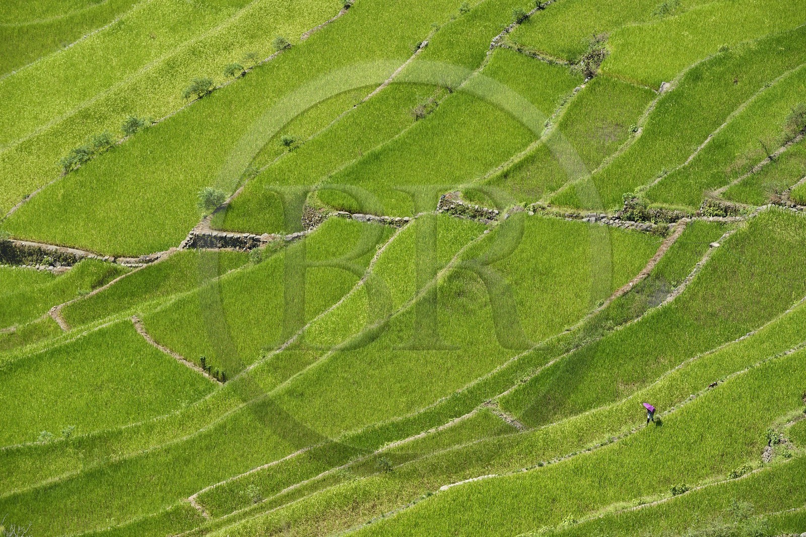 Philippines, province d'Ifugao, les rizières en terrasses de Banaue autour du village de Batad, classées Patrimoine Mondial de l'UNESCO