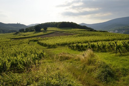 France, Bas-Rhin (67), Route des Vins d'Alsace, le vignoble à Mittelbergheim et le chateau du Haut-Andlau en arrière plan, le terroir de la colline du Zotzenberg est classé Grand Cru