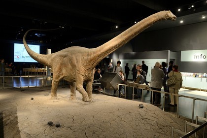 Etats-Unis, New York, Manhattan, Upper West Side, Musée Américain d'Histoire Naturelle (American Museum of Natural History), section des fossiles