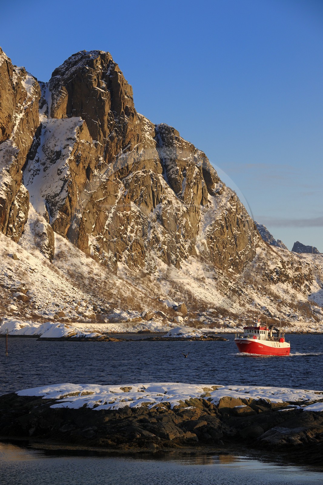 Norvège, Nordland, Iles Lofoten, le port de Svolvaer, retour d'un bateau de pêche