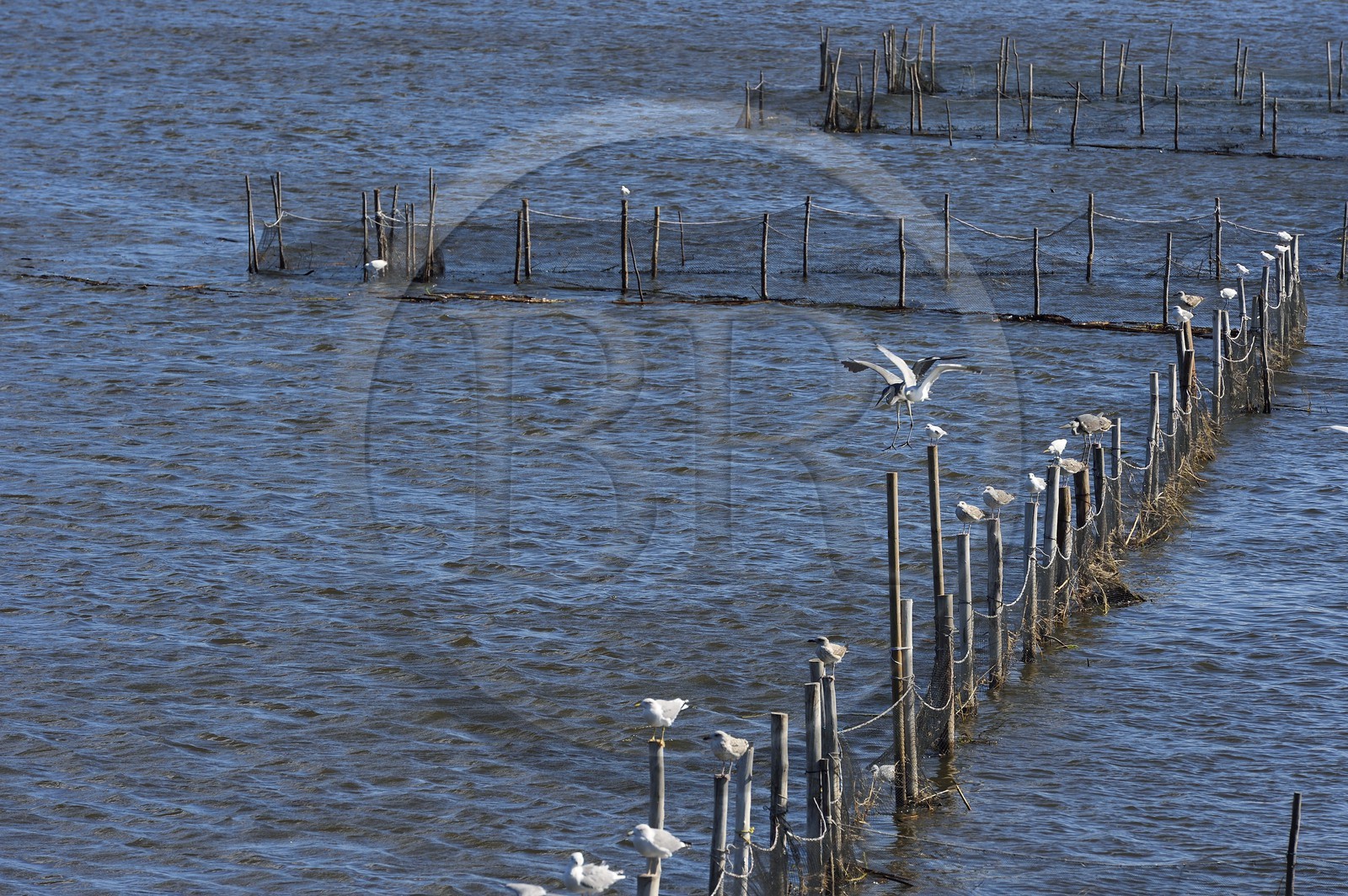 France, Haute Corse, the pond of Biguglia (Stagnu di Chiurlinu), nature reserve of Corsica (RNC), gray heron (Ardea cinerea) and seagulls perched on alder stakes