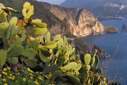 Italie, Sicile, iles Eoliennes, classées Patrimoine Mondial de l'UNESCO, Ile de Lipari, figue de Barbarie (Opuntia ficus-indica)