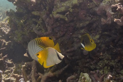 France, île de la Réunion, le récif corallien du lagon de la plage de Saint-Gilles et de l'Ermitage (vue sous-marine)