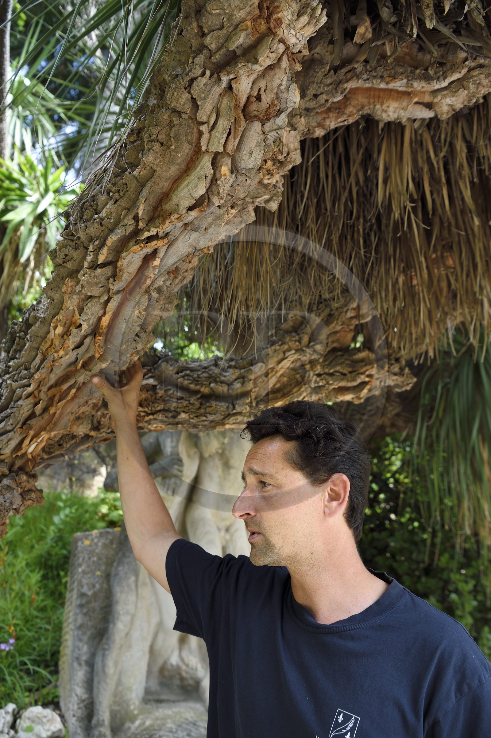 France, Alpes-Maritimes (06), Cannes, le parc de la médiathèque Noailles dans la Villa Rothschild, jardinier Antoine Py sous un palmier liège