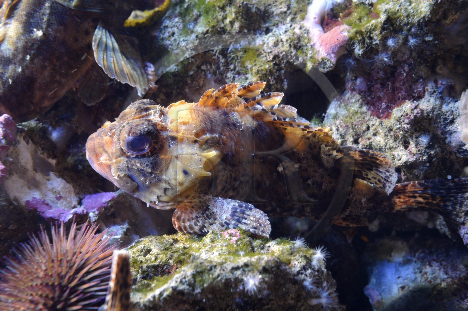 Principality of Monaco, Monaco, the oceanographic museum, lionfish (Scorpaena notata)