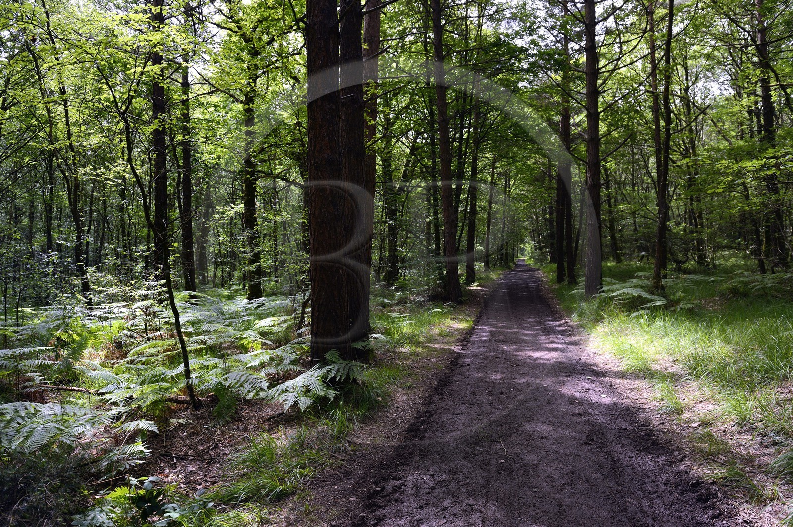 France, Ille-et-Vilaine (35), chemin chemin de la forêt de Brocéliande