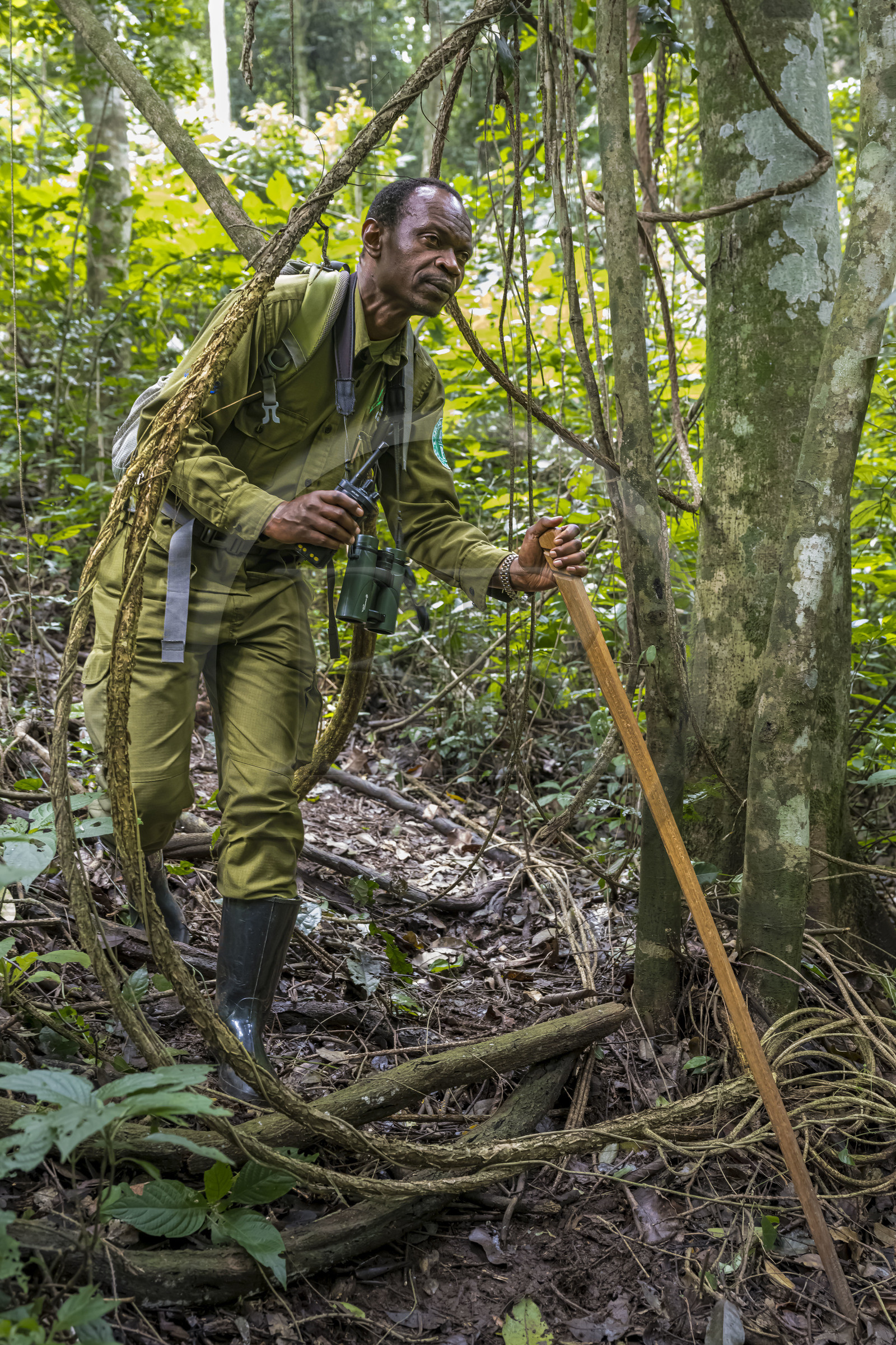 Rwanda, Western Province, Nyakabuye, Nyungwe National Park, natural tropical rainforest of Cyamudongo, African Parks ranger Claver Ntoyinkima on the trail of chimpanzees holding his walkie-talkie