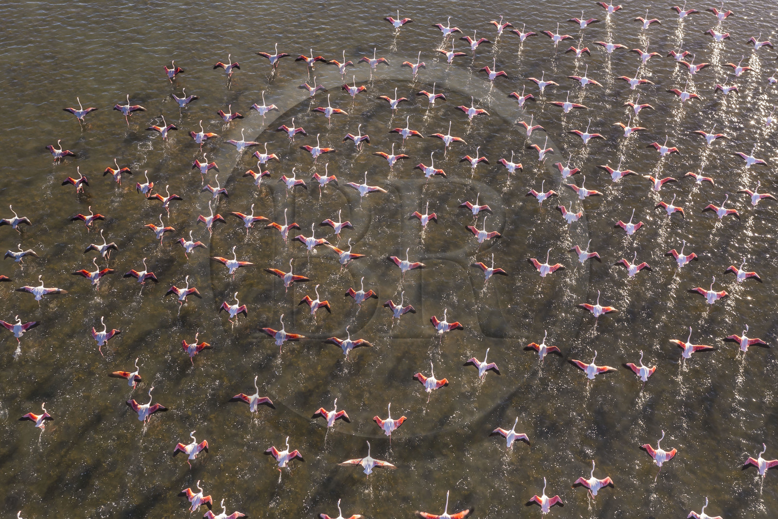 France, Hérault (34), Frontignan, envol de flamants roses (Phoenicopterus roseus) dans l'Etang d'Ingril (vue aérienne)