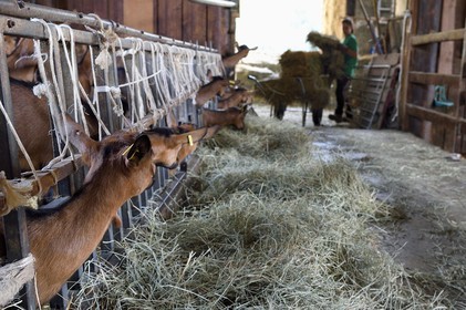France, Var, the Dracenie, village of Chateaudouble, La Pastourelle cheese farm