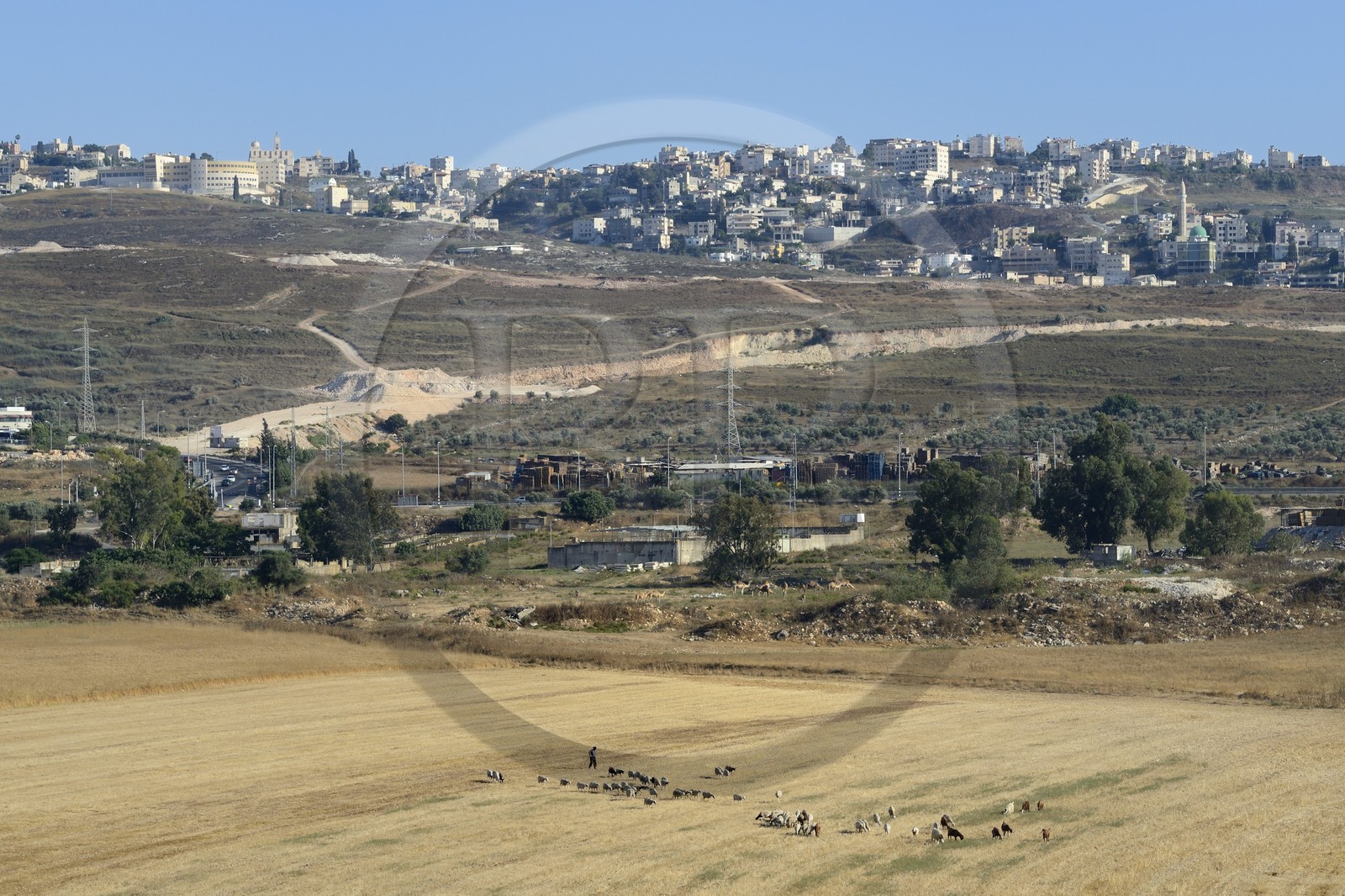 Israel, district du nord, Galilée, Nazareth, berger et son troupeau