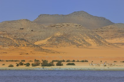Egypte, Haute Egypte, Lac Nasser, désert de Nubie, site de Ouadi es-Seboua ou vallée des lions, caravane de dromadaires