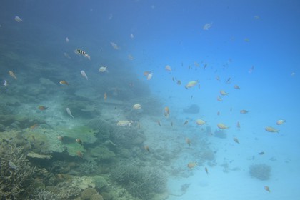 France, Ile de Mayotte, Grande-Terre, récif de corail dans la lagune face à la pointe Saziley  sur la cote Est