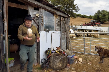 France, Corse-du-Sud (2A), Cargèse, le berger François Defranchi producteur de fromages de brebis