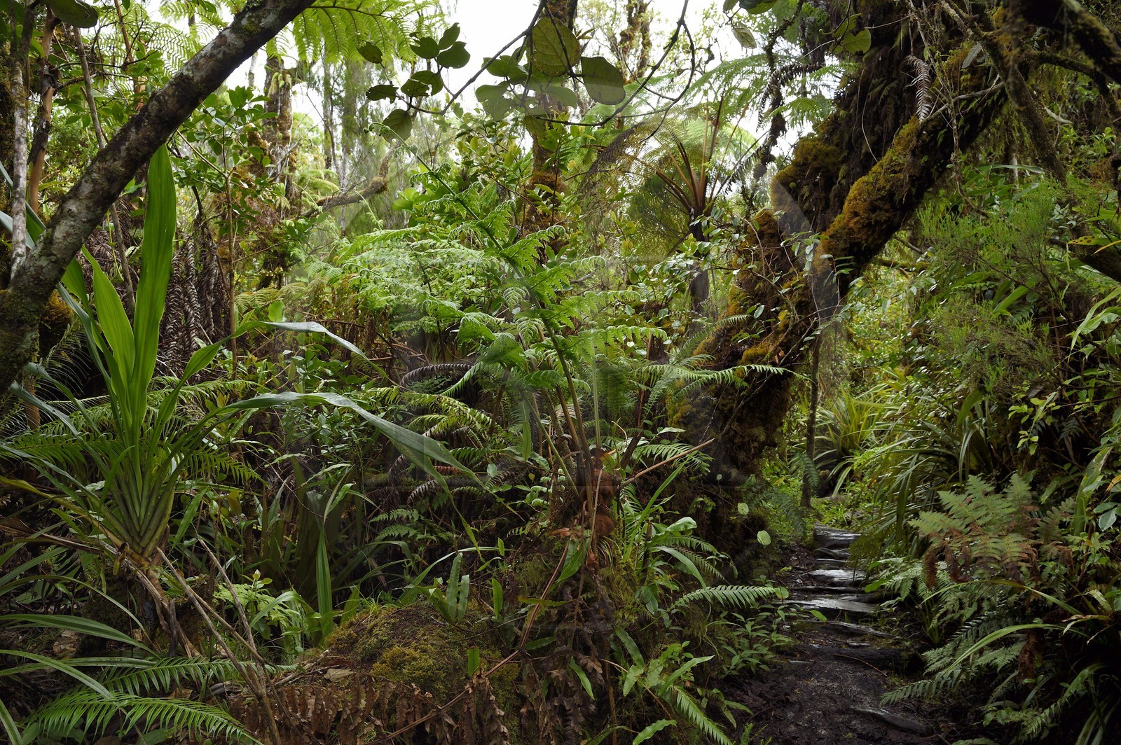 France, Ile de la Reunion, Saint Benoit, Parc national de La Reunion, classé Patrimoine Mondial de l'UNESCO, foret de Bébour, sentier de Bras Cabot