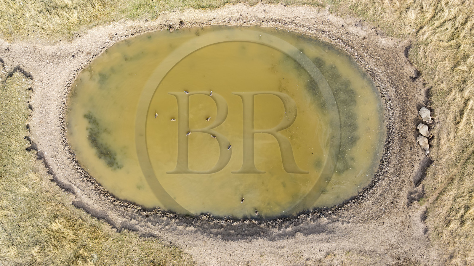 France, Charente-Maritime (17), Port-des-Barques, Ile Madame, la Ferme Aquacole de l'Ile Madame, elevage de moutons et canards dans l'étang (vue aérienne)